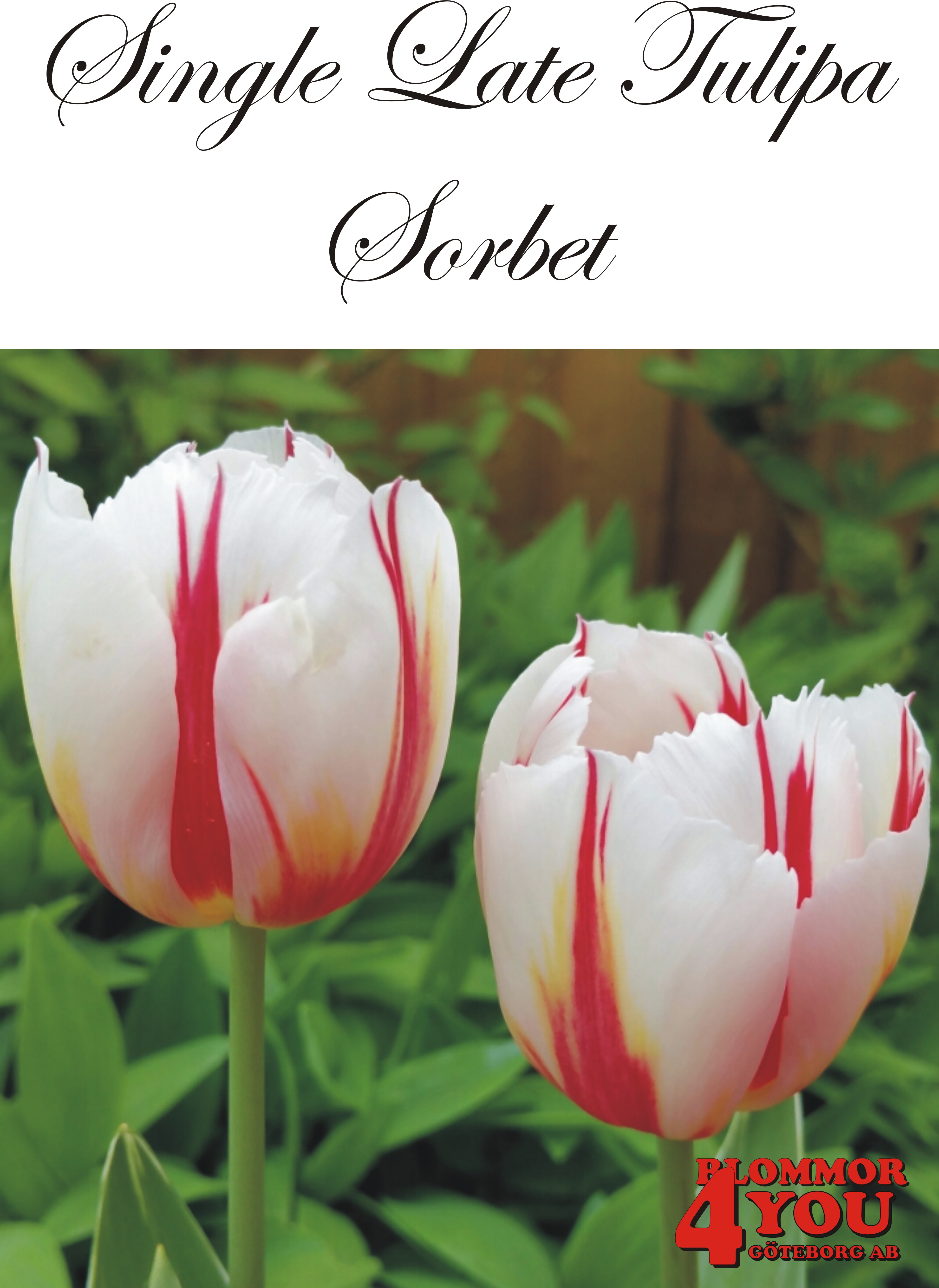 80545  SORBET       ENKEL SENTULPAN