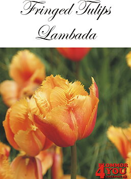 80612  LAMBADA      FRANSAD TULPAN