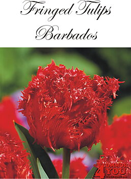80555  BARBADOS    FRANSAD TULPAN