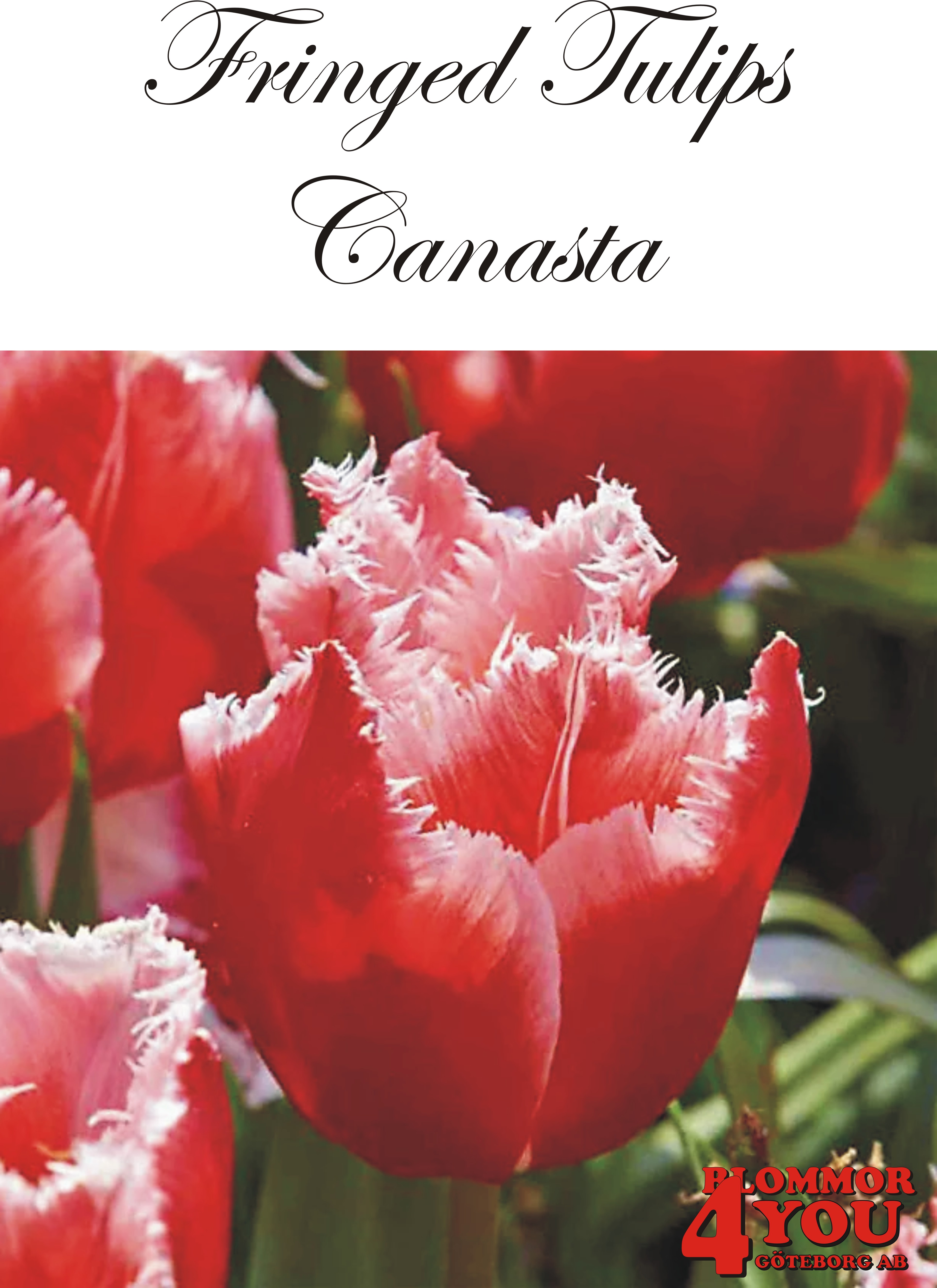 80565  CANASTA      FRANSAD TULPAN