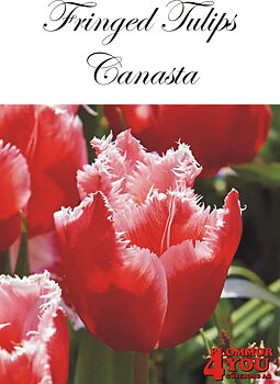80565  CANASTA      FRANSAD TULPAN