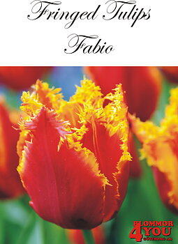 80590  FABIO      FRANSAD TULPAN