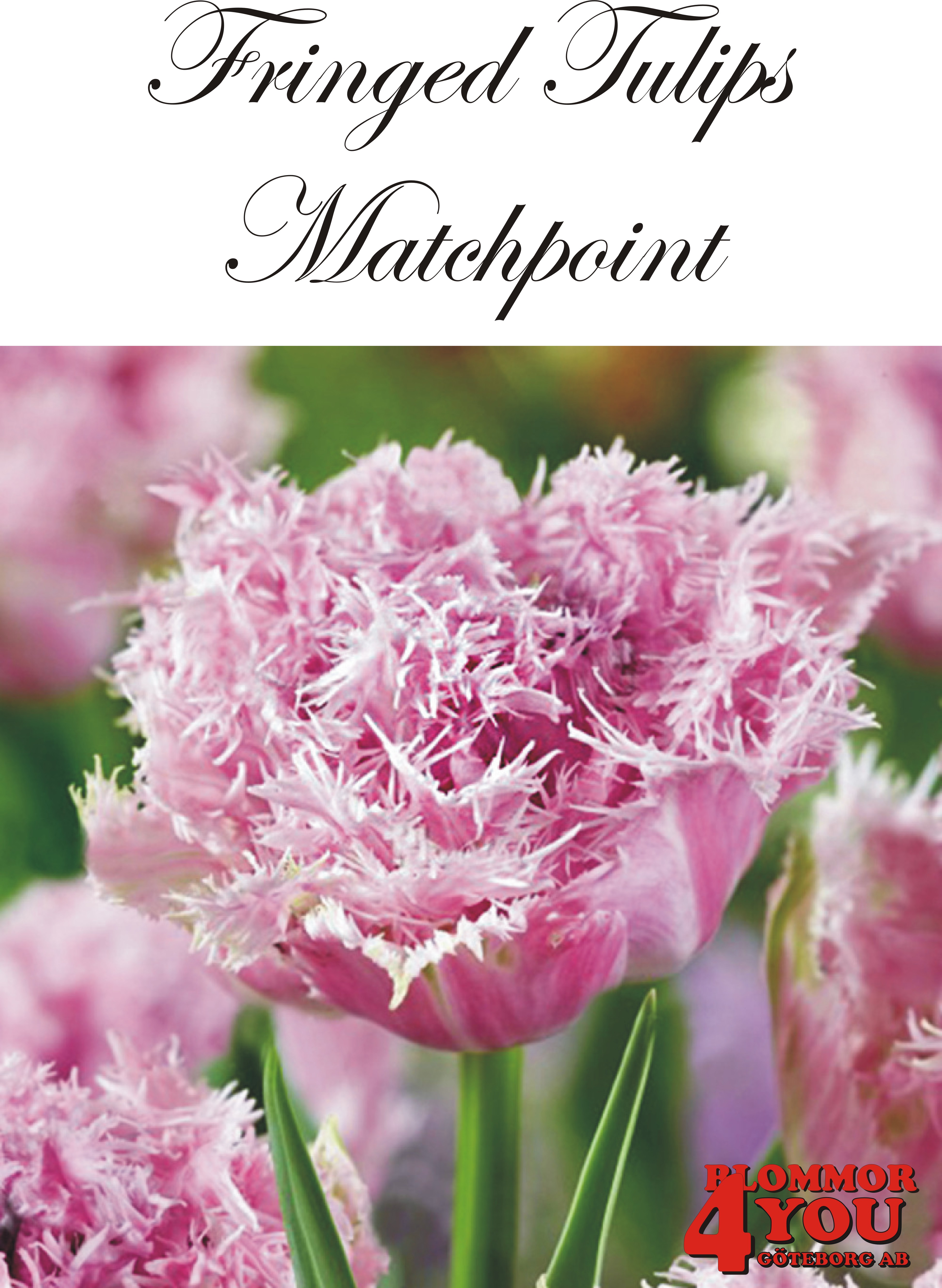 80635  MATCHPOINT        DUBBEL FRANSAD TULPAN