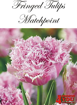 80635  MATCHPOINT        DUBBEL FRANSAD TULPAN