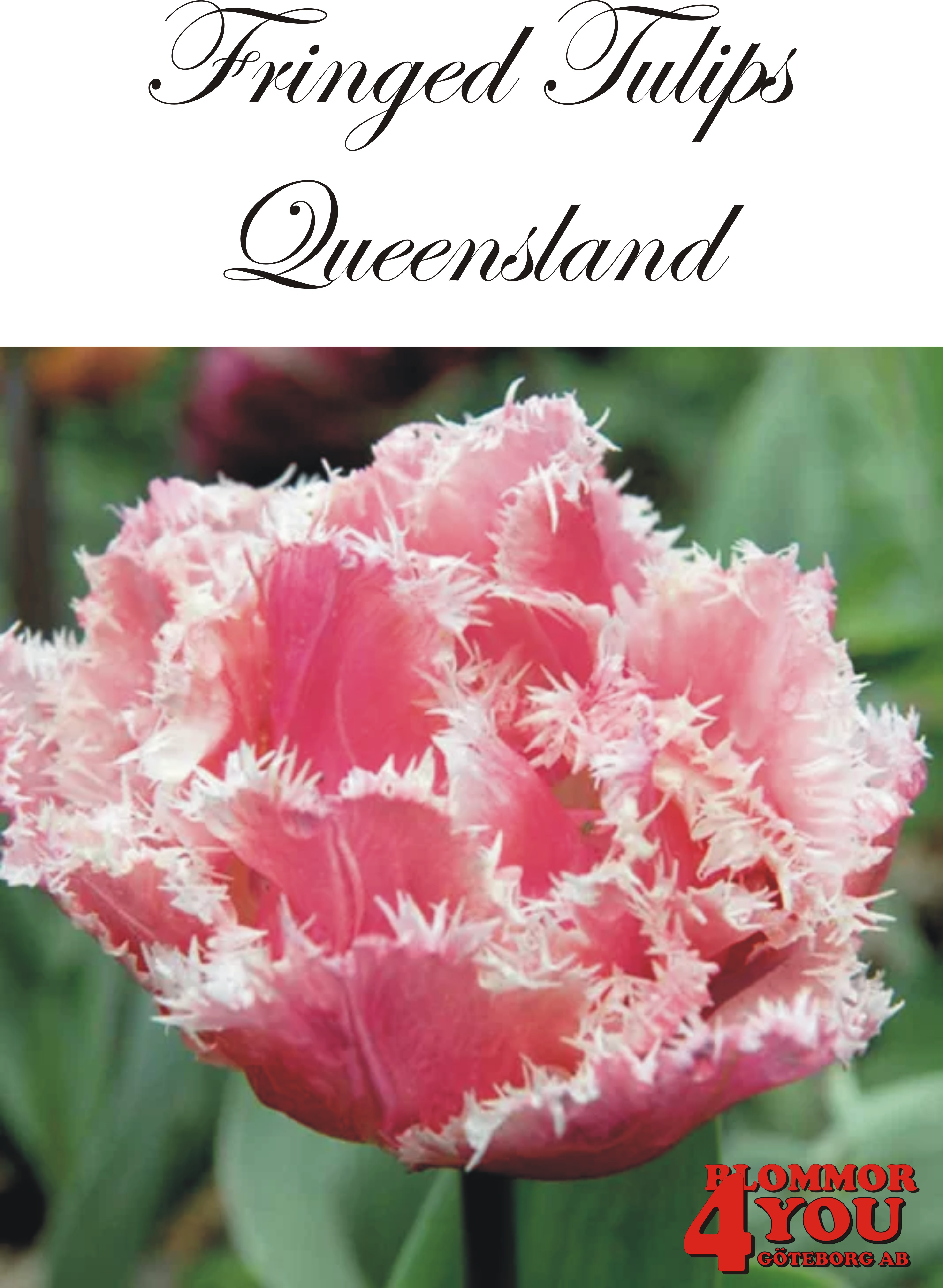 80650  QUEENSLAND        DUBBEL FRANSADTULPAN