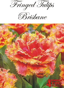 80655  BRISBANE         DUBBEL FRANSADTULPAN