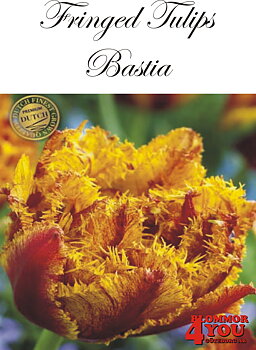 80625  BASTIA       DUBBEL FRANSAD TULPAN