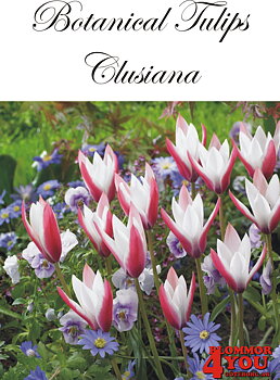 80920   CLUSIANA                        BOTANISKTULPAN