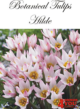 80929  HILDE       BOTANISKTULPAN