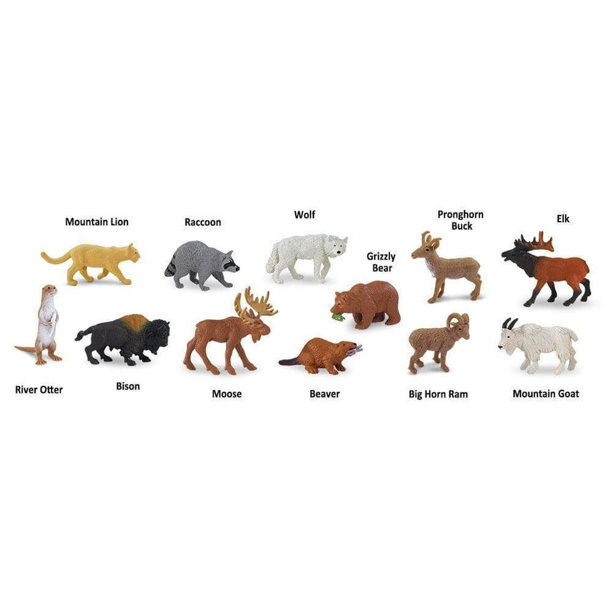 Nordamerika djur  - Safari 
