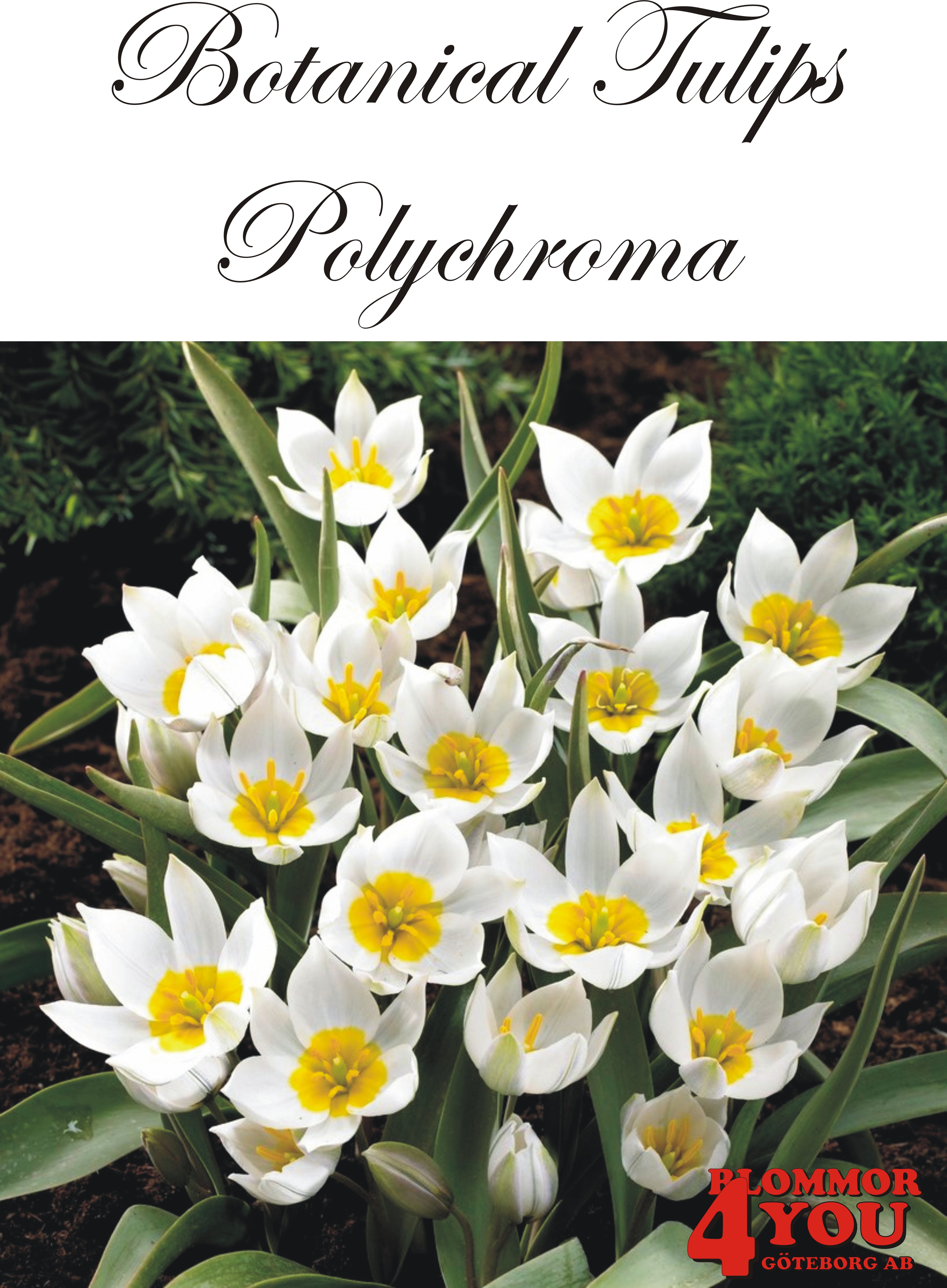 80950   POLYCHROMA        BOTANISKTULPAN
