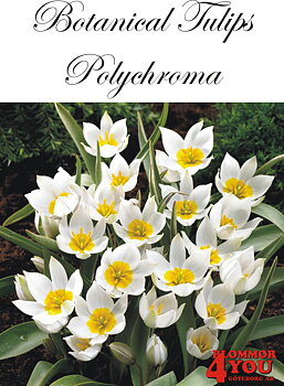 80950   POLYCHROMA        BOTANISKTULPAN