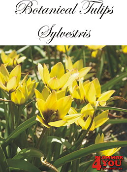 80960   SYLVESTRIS       BOTANISK TULPAN