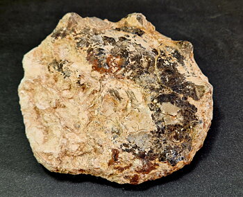 Polerad Ammonit