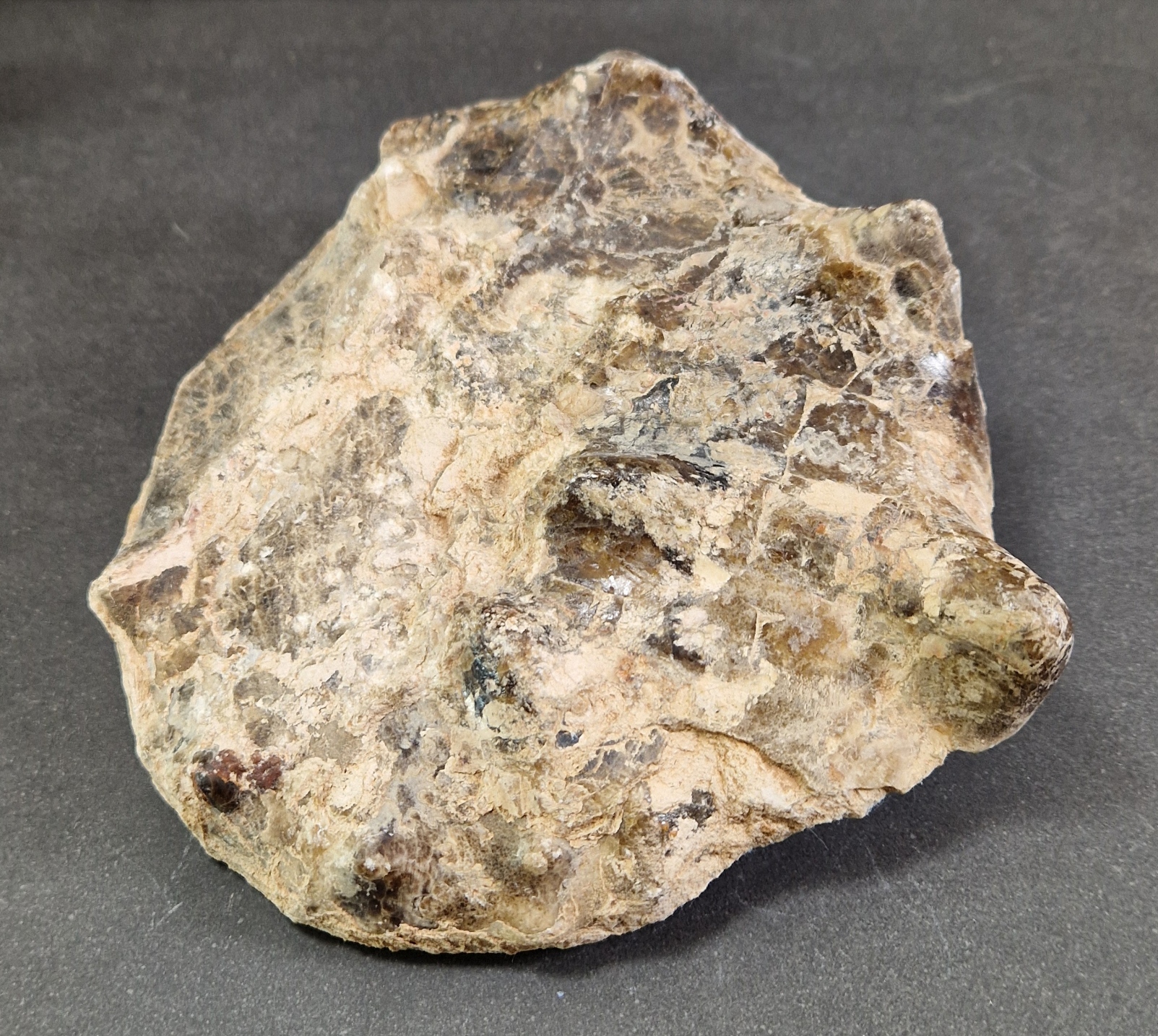 Polerad Ammonit - 2
