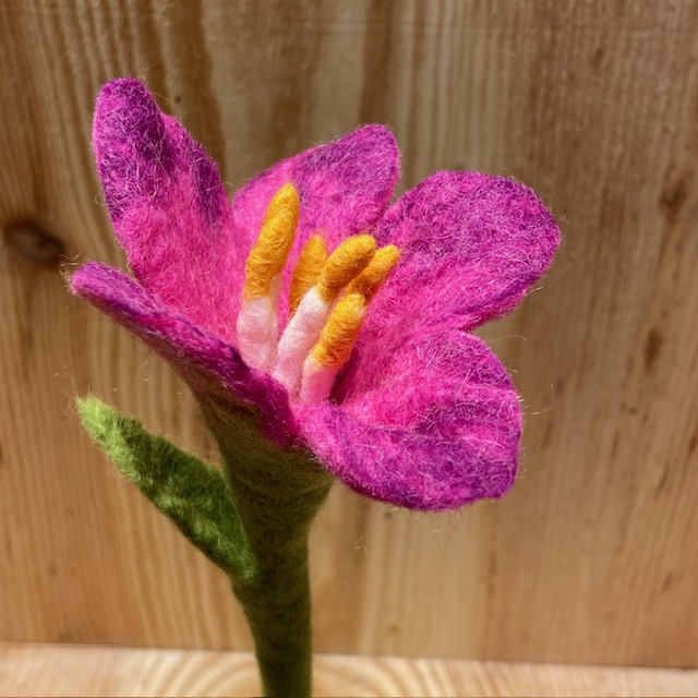 Ceriserosa Lilja