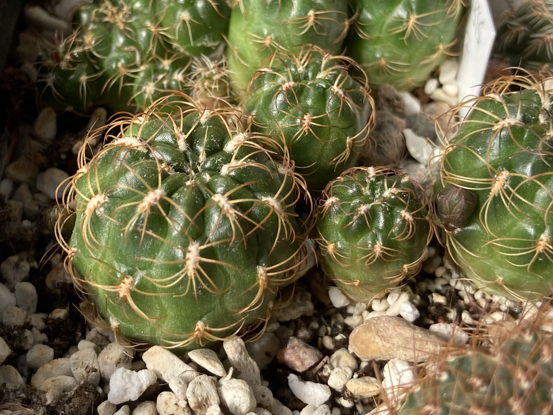 [PLANT/PFLANZE] Sulcorebutia tarijensis MN 517