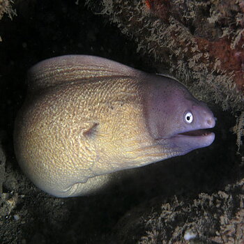Sideria thyrsoidea (White-eyed moray)
