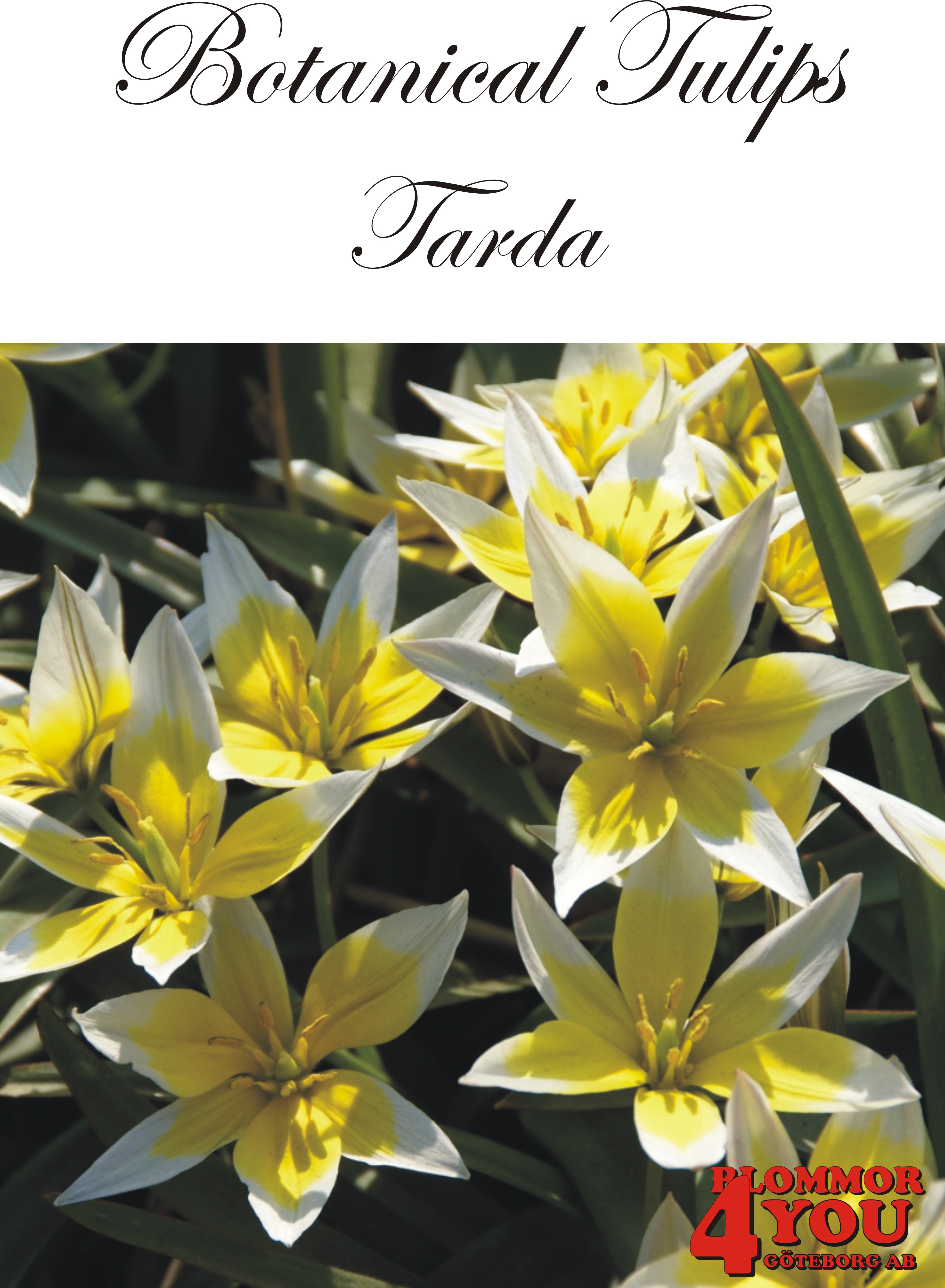 80965    TARDA       BOTANISK TULPAN