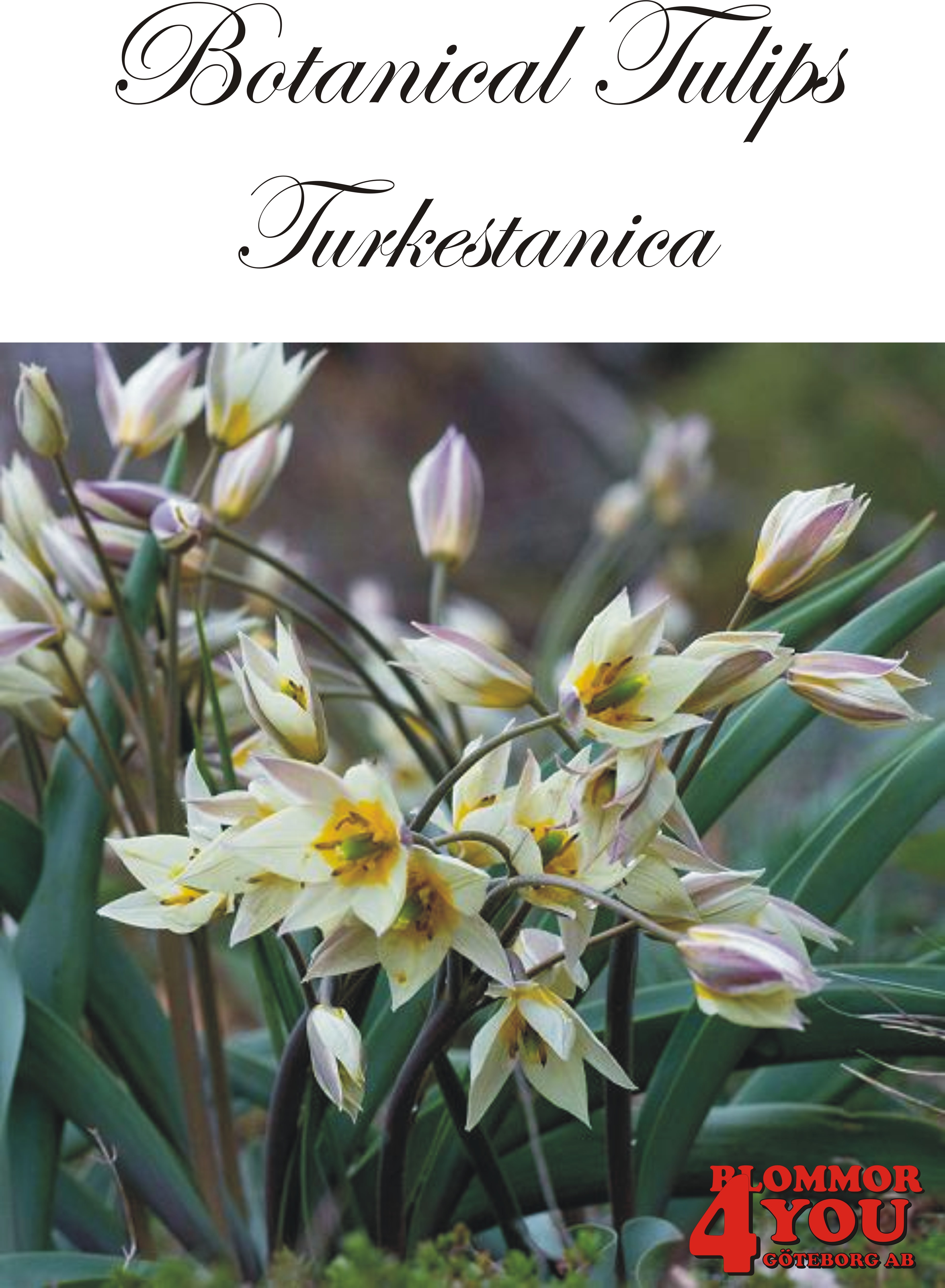 80970   TURKESTANICA       BOTANISKTULPAN