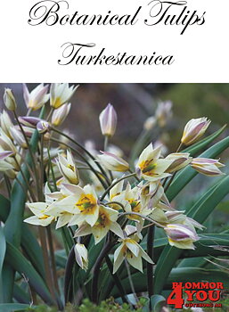 80970   TURKESTANICA       BOTANISKTULPAN