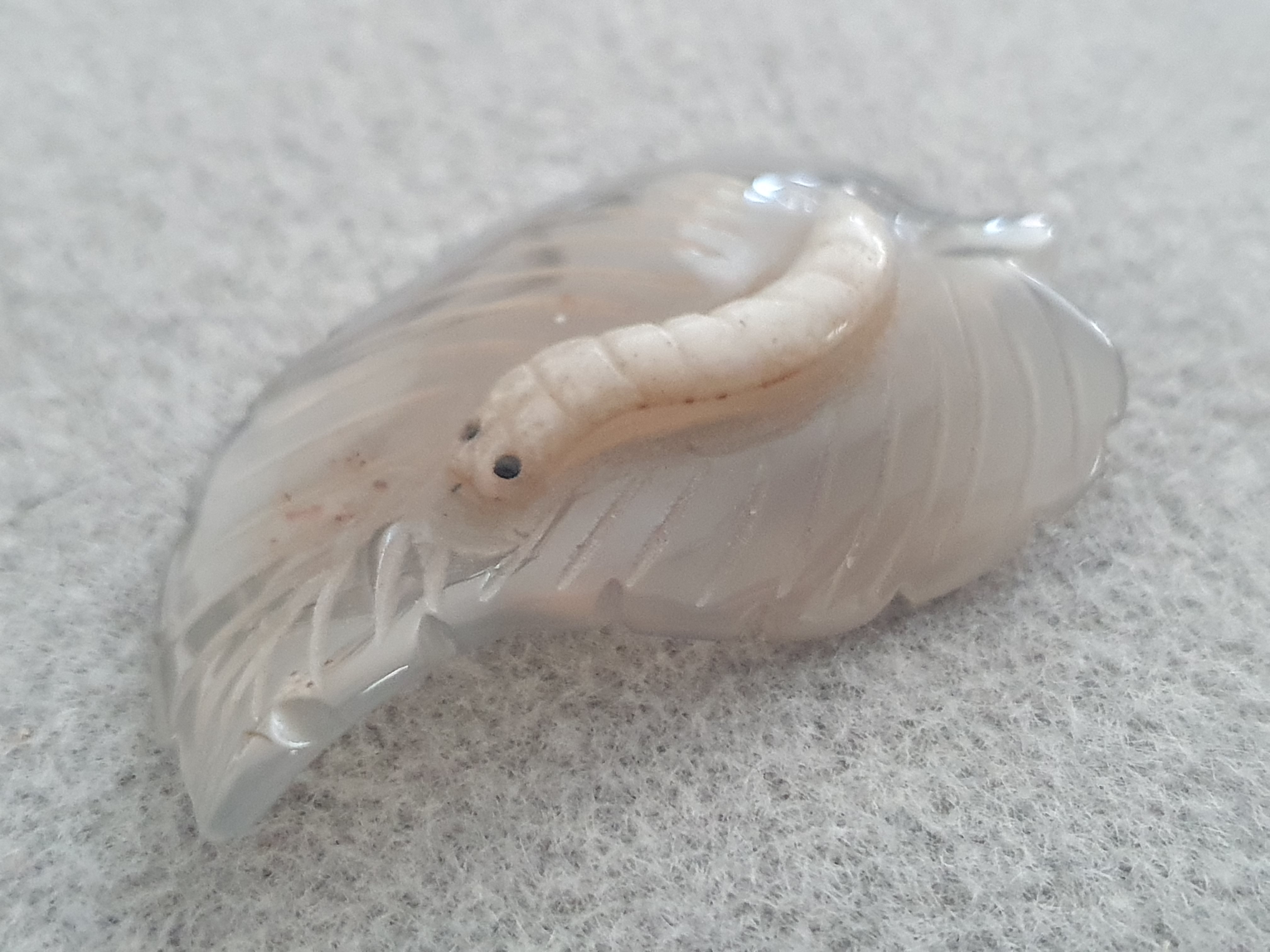 Larv på blad, skulpterad agat / kalcedon - 2