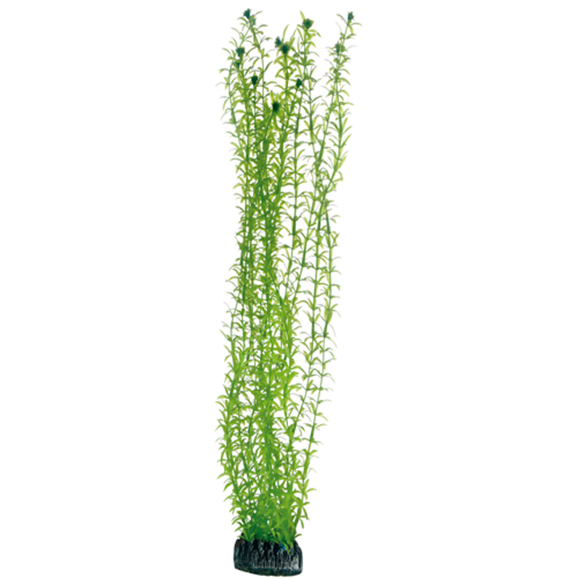Hobby Plastväxt Lagerosiphon 60cm