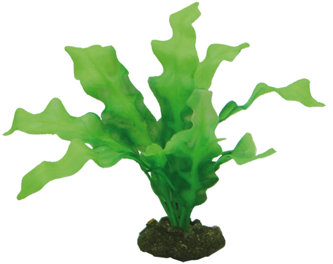 Hobby Plastväxt Echinodrus 20cm