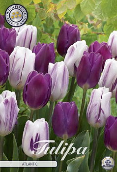 81055   ATLANTIC       GARDENMIX TULPAN