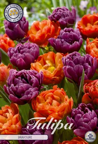 81065   BRAVOURE        GARDENMIX TULPAN