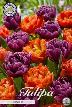 81065   BRAVOURE        GARDENMIX TULPAN