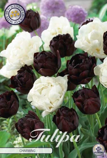 81075   CHARMING       GARDENMIX TULPAN