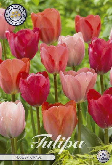 81105  FLOWER PARADE       GARDENMIX TULPAN