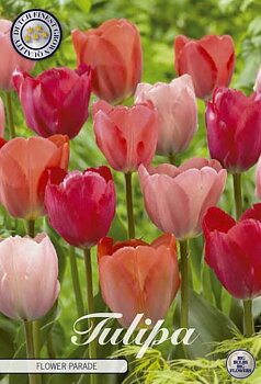 81105  FLOWER PARADE       GARDENMIX TULPAN
