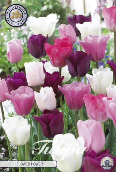 81110  FLOWER POWER       GARDENMIX TULPAN