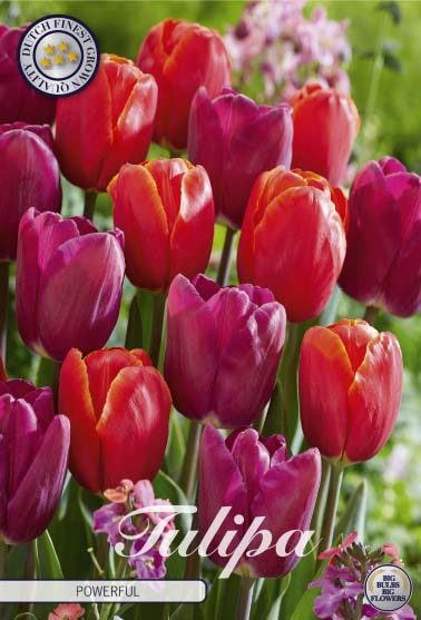 81122  POWERFUL       GARDENMIX TULPAN