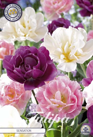 81145   SENSATION       GARDENMIX TULPAN