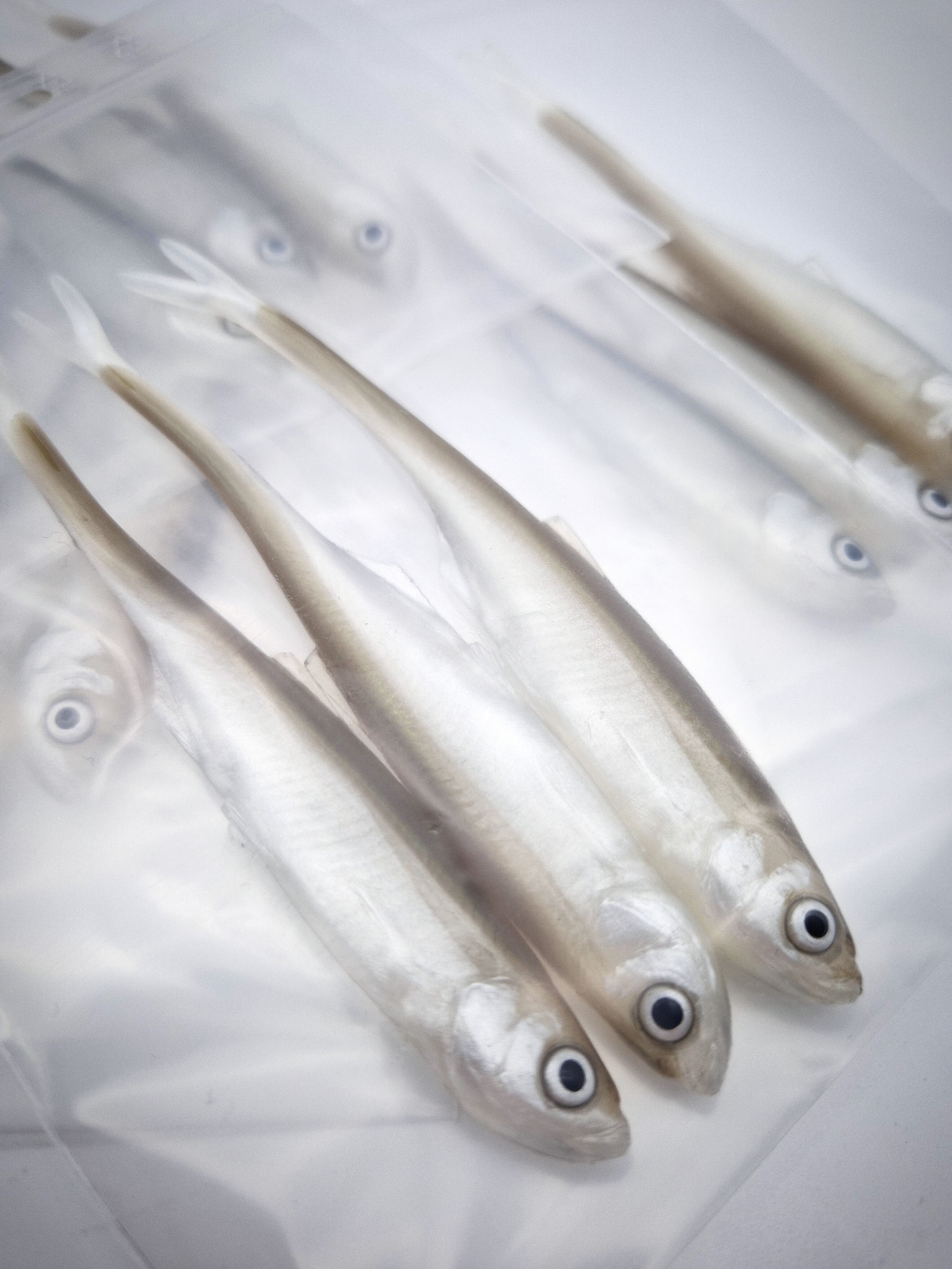 Dominator Realistic Baits Bleak V-tail 11 cm 3-pack - 5