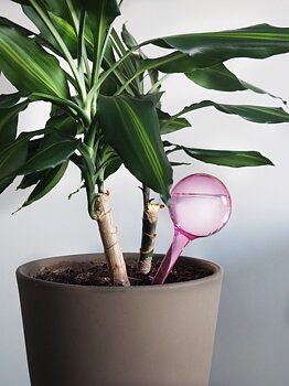 Bevattningsboll 2-pack rosa