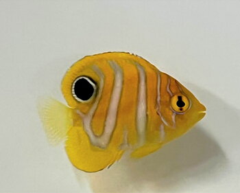 Pygoplites diacanthus odlat