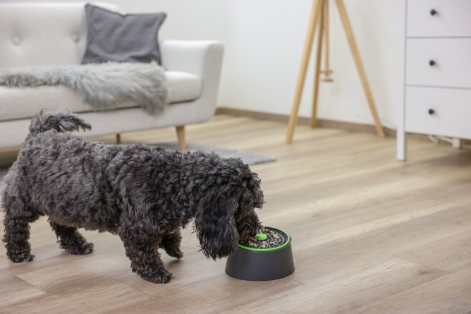 Kerbl 3-in-1 Multi Feeder Food Bowl - Anthracite / Green