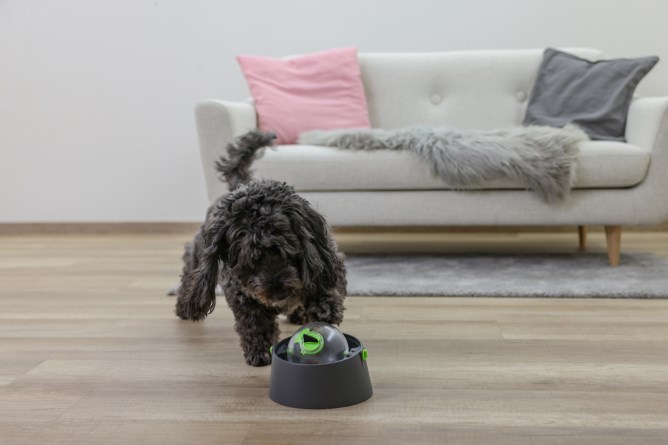 Kerbl 3-in-1 Multi Feeder Food Bowl - Anthracite / Green