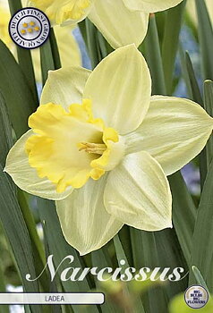 82057  NARCISSUS  LADEA      TRUMPET