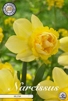 82127  NARCISSUS  MILENA      DOUBLE