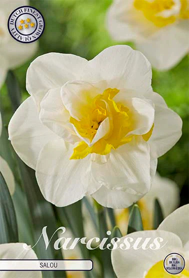 82137  NARCISSUS  SALOU      DOUBLE