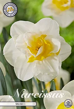 82137  NARCISSUS  SALOU      DOUBLE