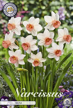 82212  NARCISSUS  IWONA      CYCLAMINEUS