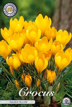 84320  CROCUS  GOLDEN YELLOW     VERNUS
