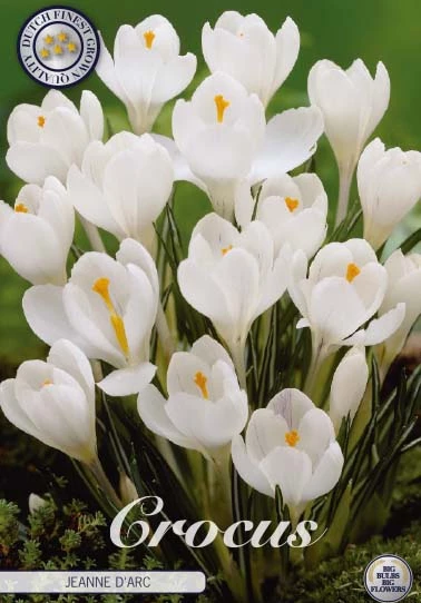 84325  CROCUS  JEANNE D´ARC      VERNUS