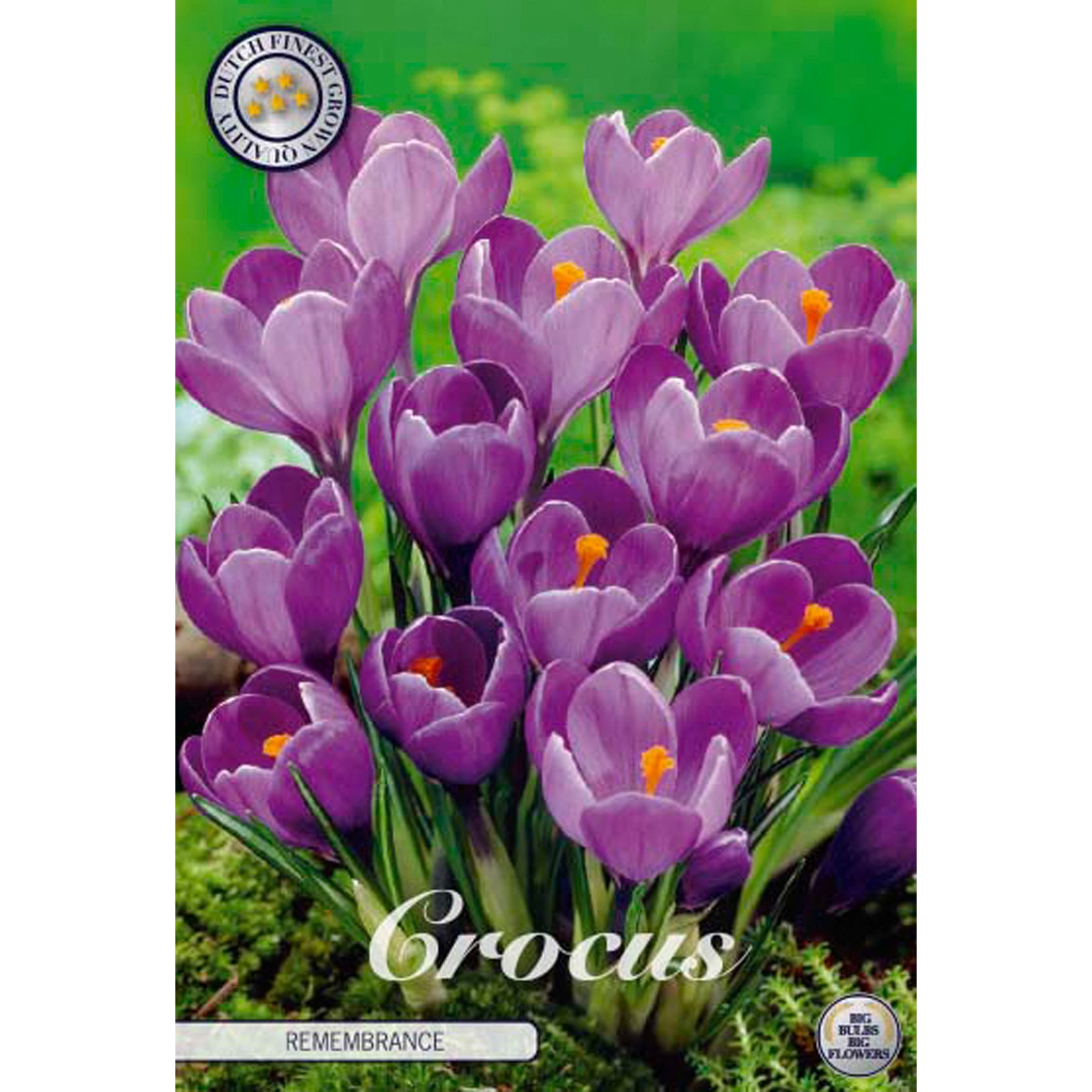 84335  CROCUS  REMEMBRANCE      VERNUS